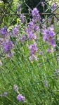Lavendel (2)
