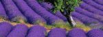 Lavendelfelder Toscana