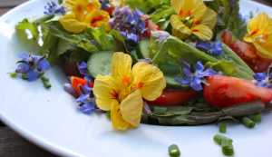 Salat mit Kapuzinerkresse und Boretschblüten