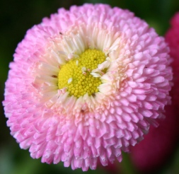 Gänseblümchen Zuchtvariante
